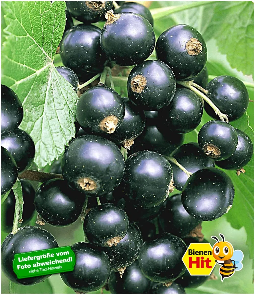 BALDUR Garten 1x Johannisbeere 'Schwarze Titania', Pflanze im 2 Liter-Topf, Ribes nigrum Johannisbeerstrauch, Beerenobst winterhart, pflegeleicht, selbstfruchtend, reiche Ernte an essbaren Früchten