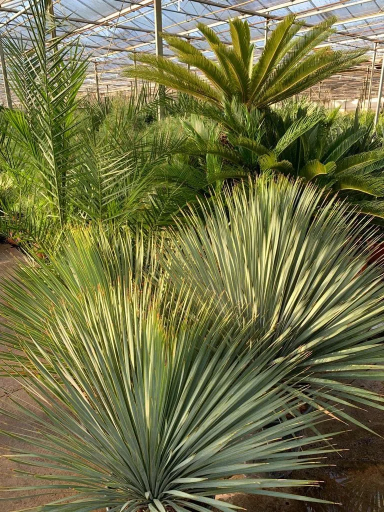 Palmenlilie - Yucca rostrata - Blaublättrige Yucca - Gesamthöhe 50-70 cm - Topf Ø 26cm [7886]