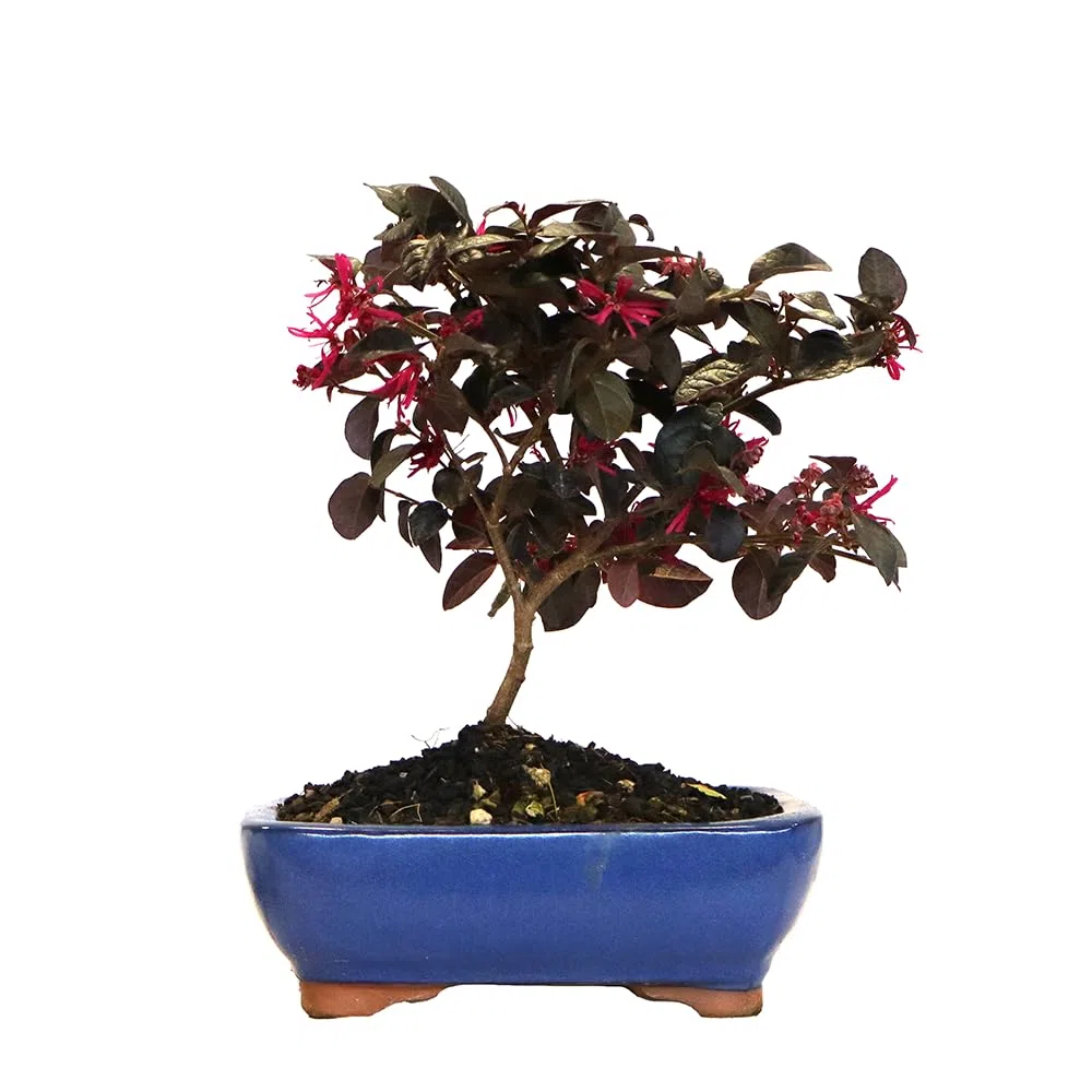 KENTIS Bonsai Loropetalum Echter Outdoor-Bonsai H 35-40 cm Topf Ø 21 cm