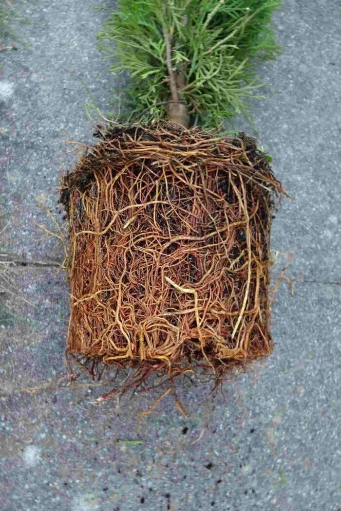 10 Thuja Brabant 80-120cm XXL ohne Topf gemessen | Immergrüne Heckenpflanze schnellwachsend | Sichtschutz Lebensbaum winterhart | sofort pflanzbar