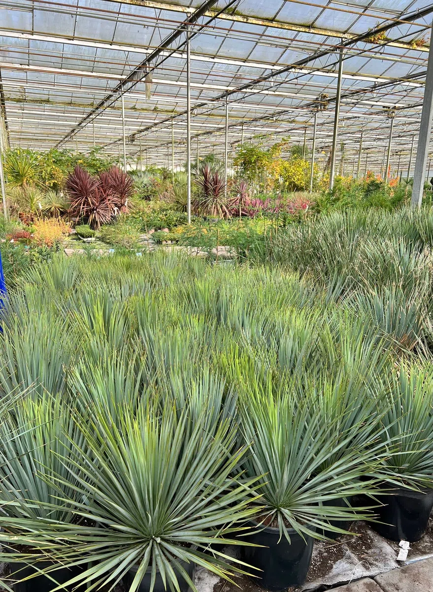 Palmenlilie - Yucca rostrata - Blaublättrige Yucca - Gesamthöhe 50-70 cm - Topf Ø 26cm [7886]