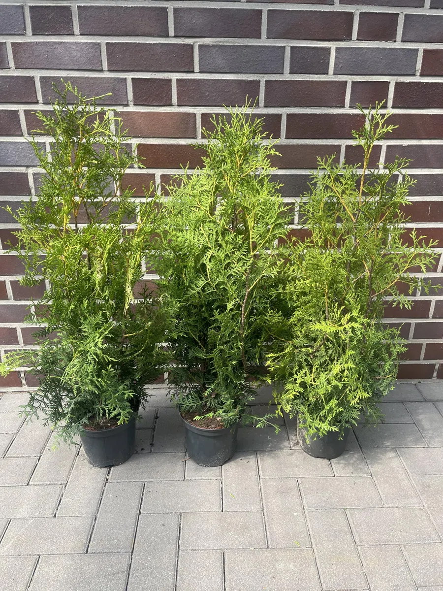 10 Thuja Brabant 80-120cm XXL ohne Topf gemessen | Immergrüne Heckenpflanze schnellwachsend | Sichtschutz Lebensbaum winterhart | sofort pflanzbar
