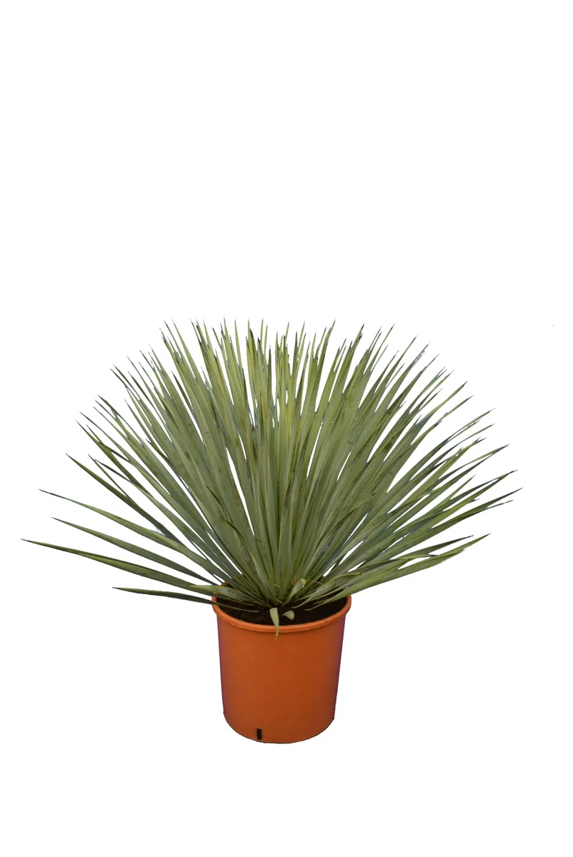 Palmenlilie - Yucca rostrata - Blaublättrige Yucca - Gesamthöhe 50-70 cm - Topf Ø 26cm [7886]