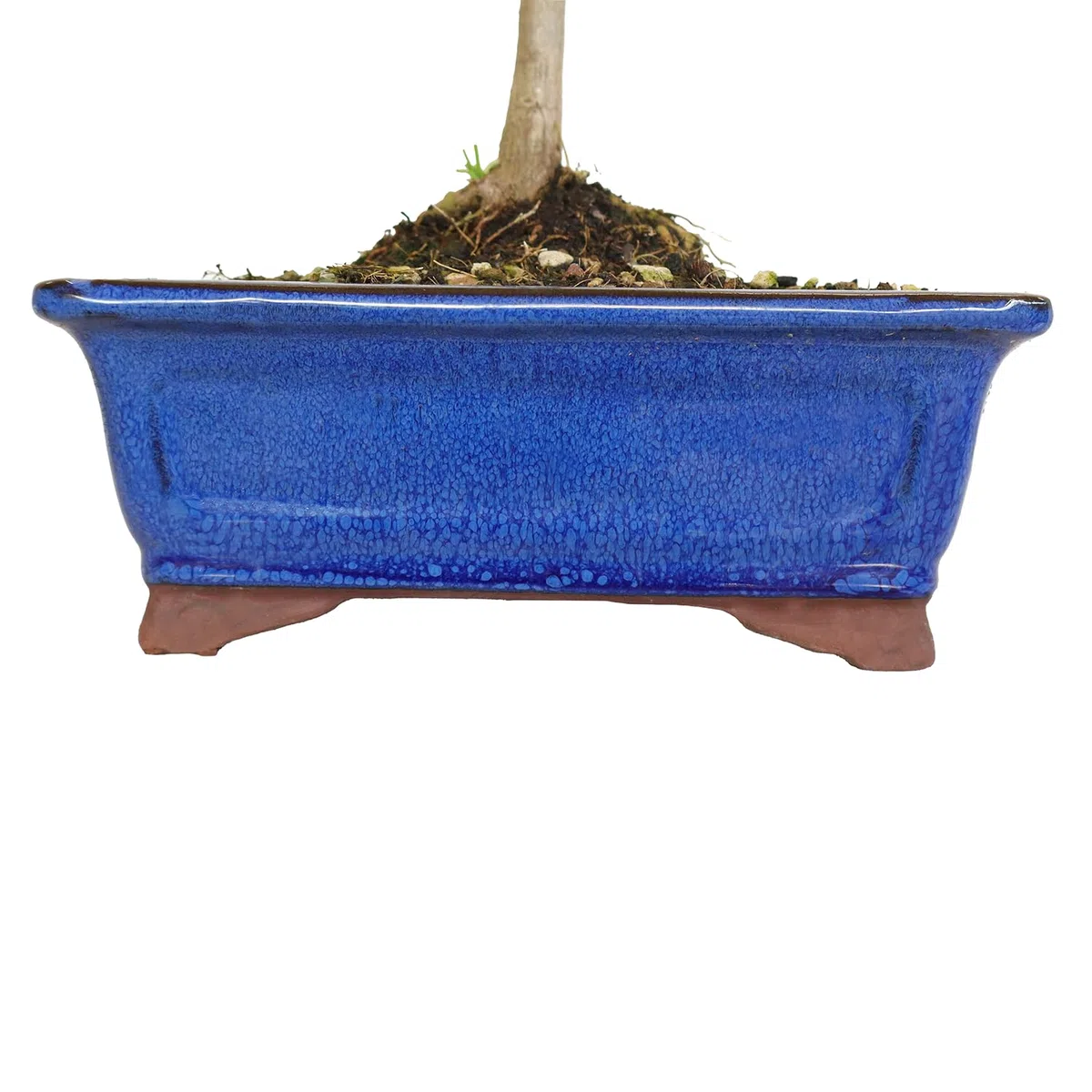 KENTIS - Ginkgo Biloba Bonsai - Natürliche Dekopflanze Für Draußen - H 40-50 cm Keramiktopf Ø 21 cm