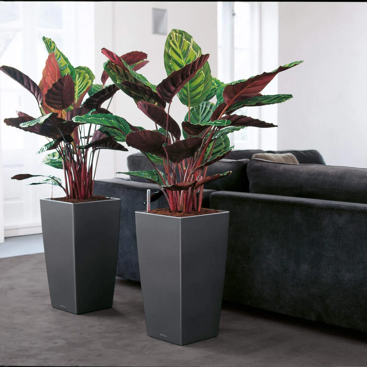 LECHUZA CUBICO Premium 40 anthrazit metallic 18194, 39.5x39.5x75.5 cm