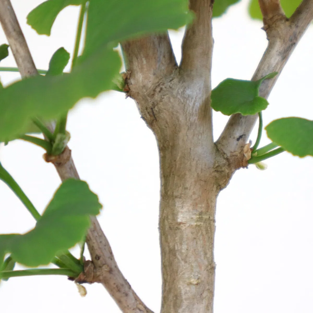 KENTIS - Ginkgo Biloba Bonsai - Natürliche Dekopflanze Für Draußen - H 40-50 cm Keramiktopf Ø 21 cm