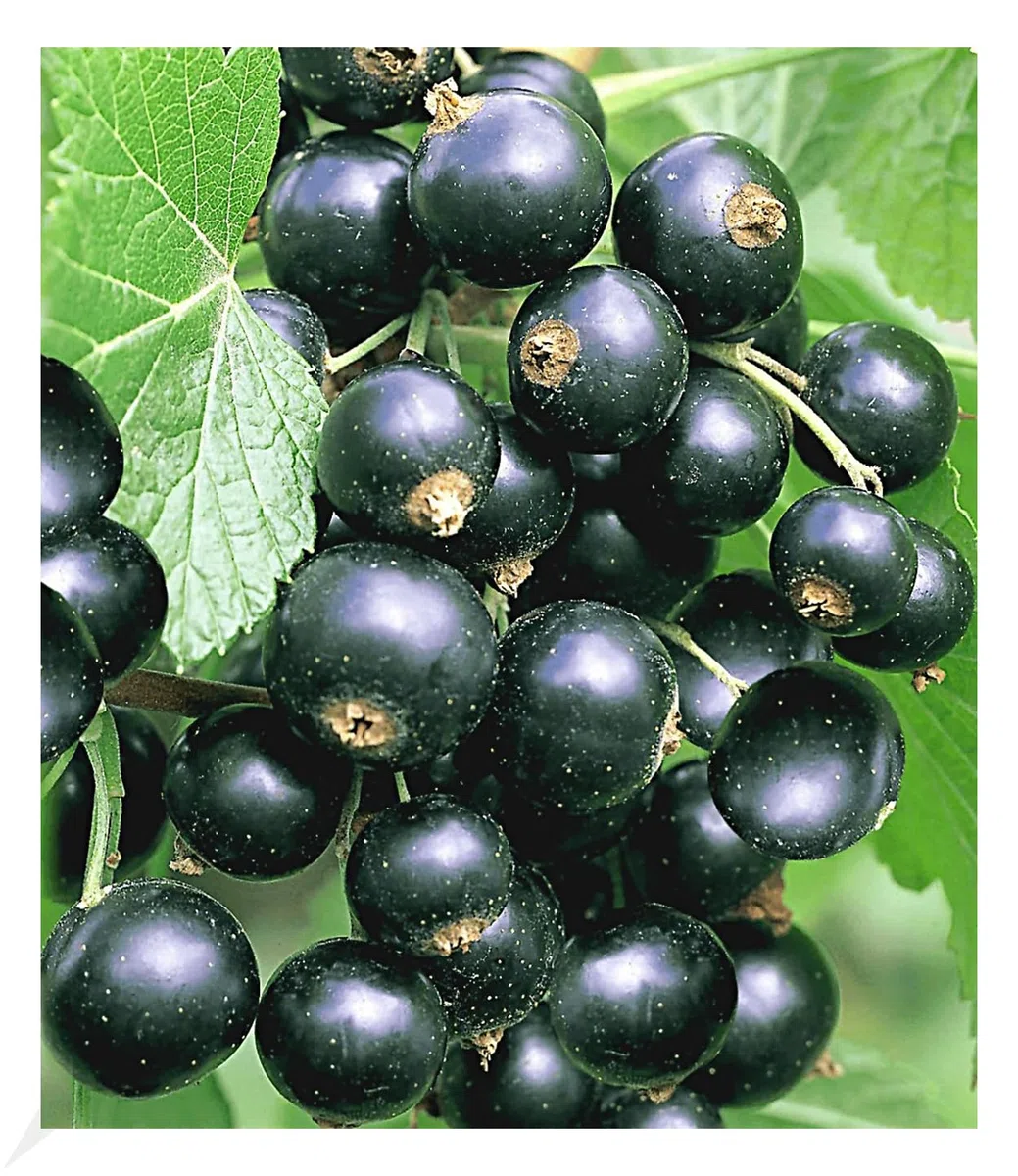 BALDUR Garten 1x Johannisbeere 'Schwarze Titania', Pflanze im 2 Liter-Topf, Ribes nigrum Johannisbeerstrauch, Beerenobst winterhart, pflegeleicht, selbstfruchtend, reiche Ernte an essbaren Früchten
