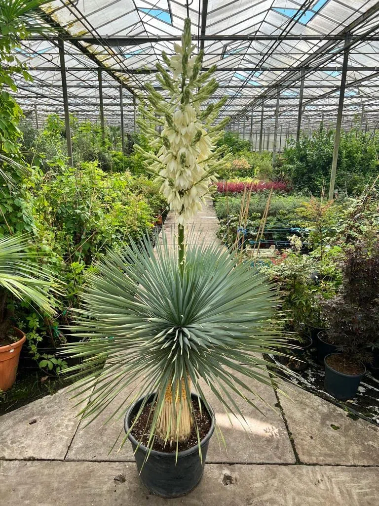 Palmenlilie - Yucca rostrata - Blaublättrige Yucca - Gesamthöhe 50-70 cm - Topf Ø 26cm [7886]