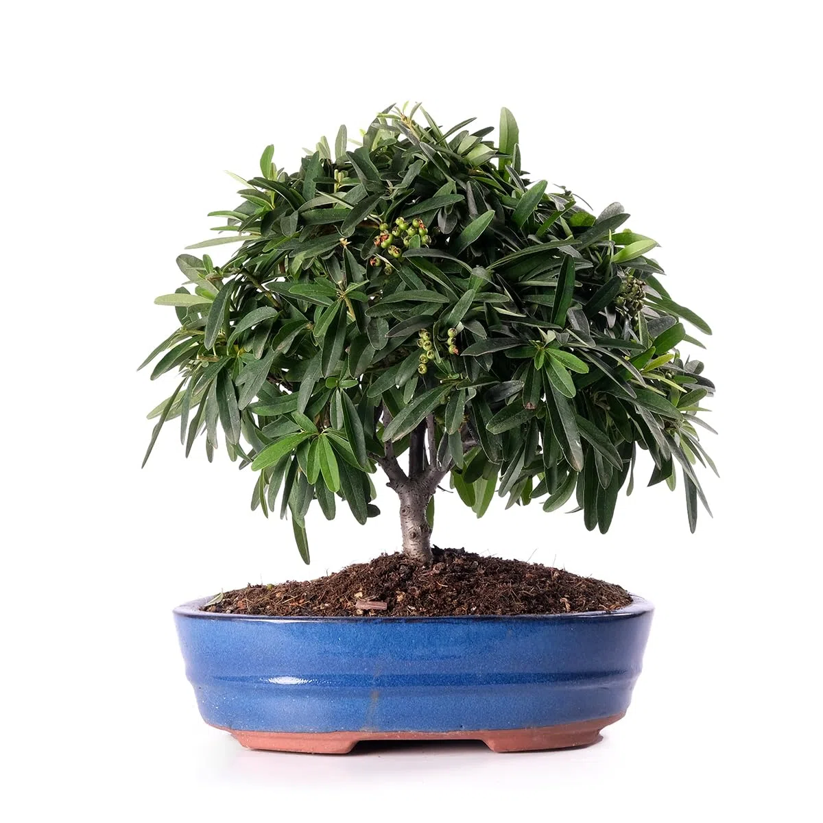 Bonsai Pyracantha Feuerdorn Echte Freilandpflanzen Vase 26 cm