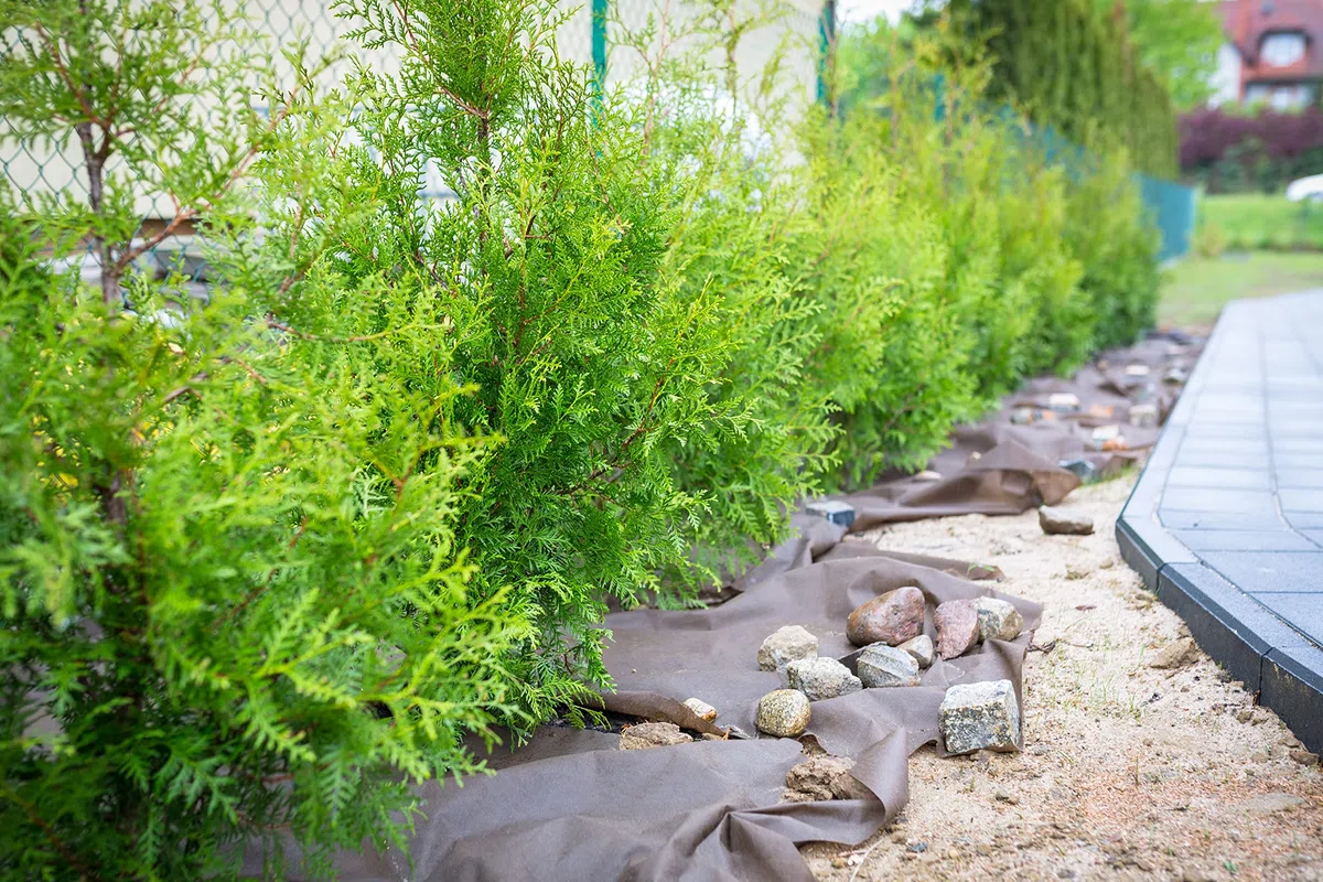 10 Thuja Brabant 80-120cm XXL ohne Topf gemessen | Immergrüne Heckenpflanze schnellwachsend | Sichtschutz Lebensbaum winterhart | sofort pflanzbar