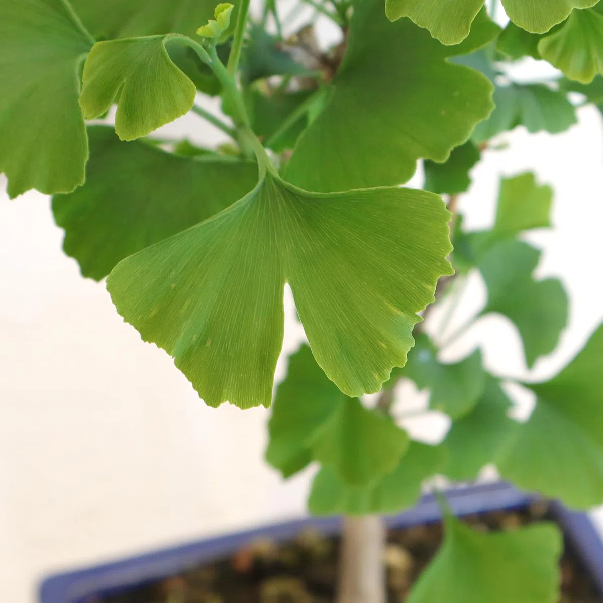 KENTIS - Ginkgo Biloba Bonsai - Natürliche Dekopflanze Für Draußen - H 40-50 cm Keramiktopf Ø 21 cm